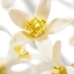 NUXE HUILE PRODIGIEUSE NÉROLI HUILE SÈCHES – 100 ML – Image 6