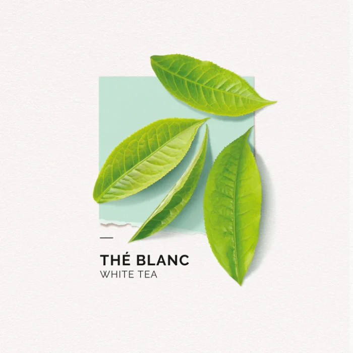 SOLINOTES EAU DE PARFUM THE BLANC – 15 ML – Image 3