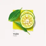 SOLINOTES EAU DE PARFUM YUZU – 15 ML – Image 3